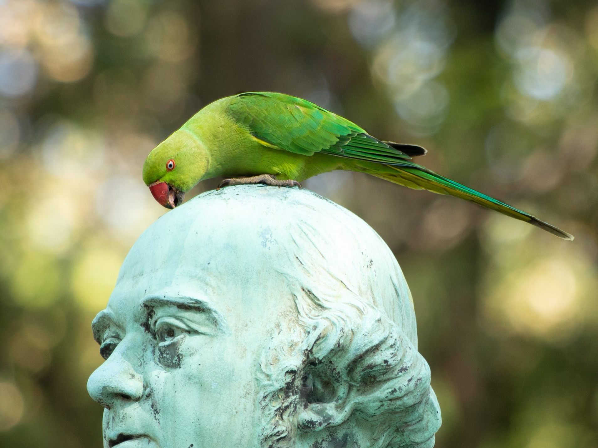 image oiseau sur statut d'homme - photo de Thibault Noirot