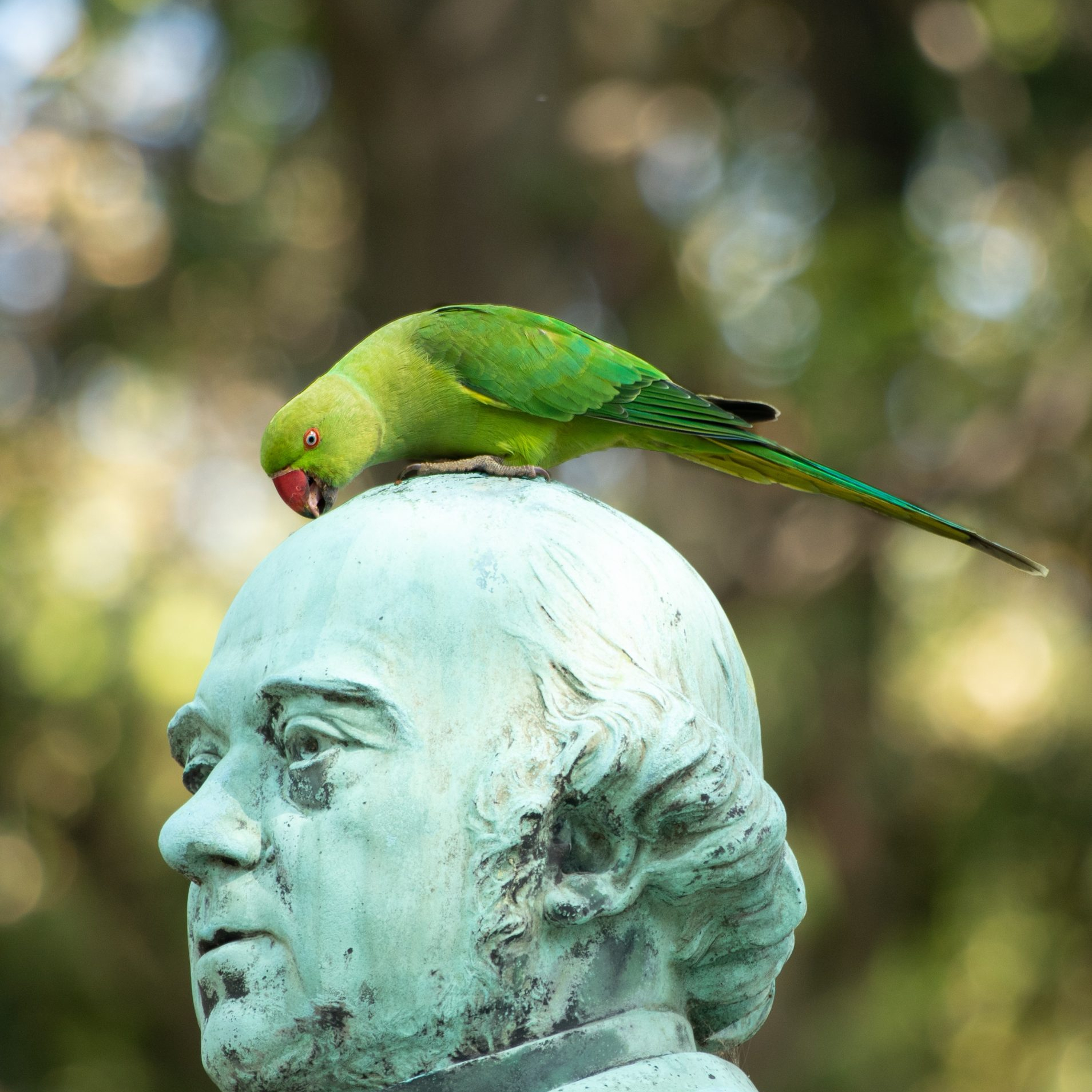 image oiseau sur statut d'homme - photo de Thibault Noirot